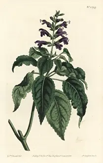 Salvia: Salvia lamiifolia