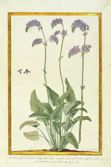 Sage: Salvia nutans, nodding sage