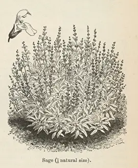 Salvia: SALVIA OFFICINALIS