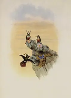 Coquette: Salvin's Coquette, Lophornis Adorabilis
