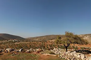 Samaria: Samaria, Olive grove