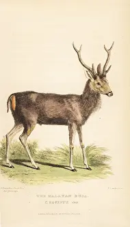 Cuvier: Sambar, Rusa unicolor. Vulnerable