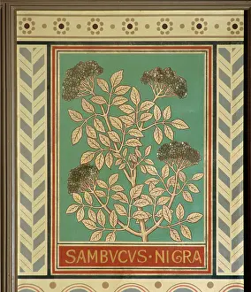 Nigra: Sambucus nigra, elder
