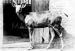 Rusa: SAMBUR STAG DEER