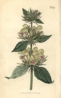 Samia: Samian phlomis, Phlomis samia
