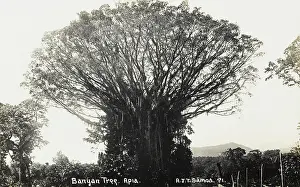 Banyan: Samoa - Banyan Tree