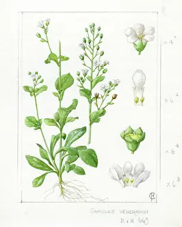 Alternating: Samolus valerandi - common brookweed