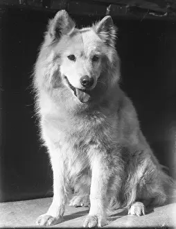 Samoyed: A SAMOYED 1930S