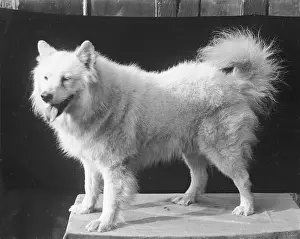 Samoyed: A SAMOYED 1930S