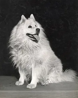 Samoyed: Samoyed