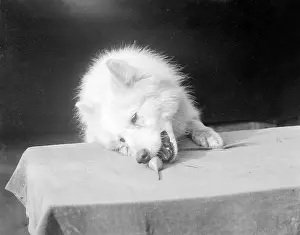 Samoyed: A SAMOYED CHEWING