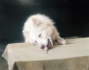 Samoyed: A SAMOYED CHEWING