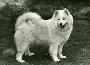 Bred: SAMOYED/DAWN OF ARCTIC