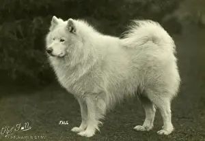 Certificate: SAMOYED/KARA SEA/1928