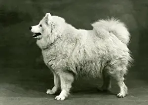 Bred: SAMOYED/OF THE GLACIER