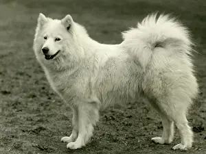 Boothby: SAMOYED/PEARLA OF KUBE