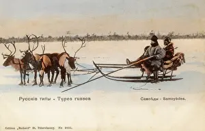 Samoyed: Samoyed People with their reindeer sled