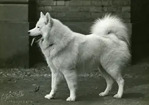 SAMOYED/POLAR LIGHT