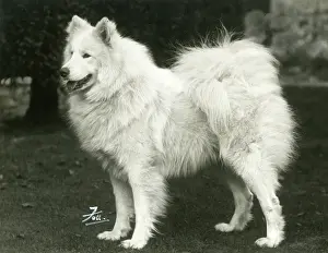Titan: SAMOYED/TITAN OF ARCTIC