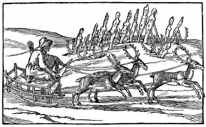 Numerous: Samoyed travelling on sleigh pulled by reindeer
