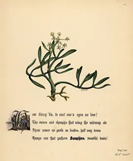Samphire: Samphire (King Lear)