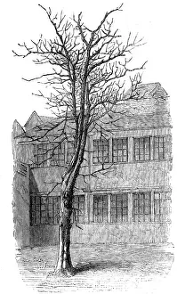 Liking: SAMUEL JOHNSON/TREE