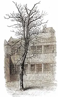 Liking: SAMUEL JOHNSON/TREE