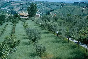 Toscana: San Gimignano Agriculture