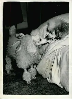 Unfit: Sancho the poodle, West End star, with understudy Rocky
