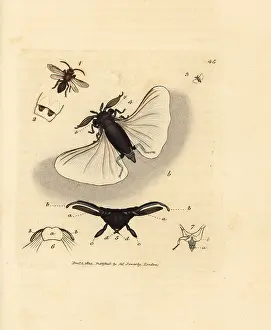 Abdomen: Sand bee parasite, Stylops melittae