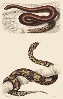 Reptilia: A Sand Boa and a Boa Constrictor