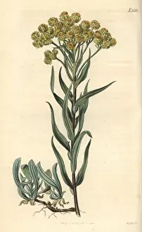 Everlasting: Sand everlasting, Gnaphalium arenarium