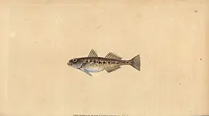 Gobius: Sand goby, Pomatoschistus minutus
