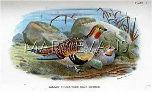 Paradoxus: SAND GROUSE