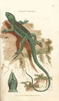Lacerta: Sand lizard, Lacerta agilis