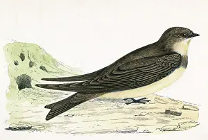 Migrants: SAND MARTIN