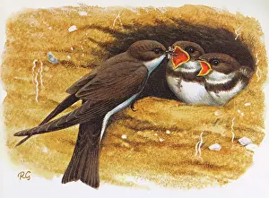 Martins: SAND MARTINS