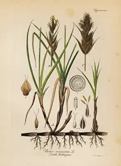Arenaria: Sand sedge, Carex arenaria