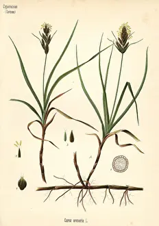 Sarsaparilla: Sand sedge, Carex arenaria