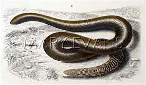 Eryx: SAND SNAKE/DUHN