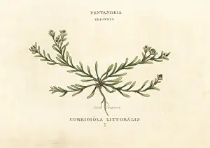 Littoralis: Sand strapwort, Corrigiola litoralis