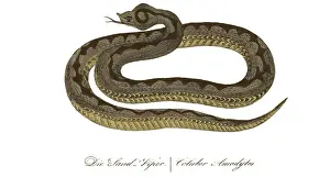 Hahn: Sand Viper