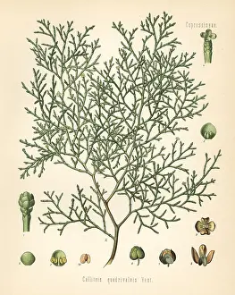 Articulata: Sandarac tree, Tetraclinis articulata