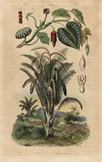 Casse: Sandbox tree and true sago palm