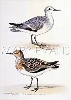 Arenaria: SANDERLING