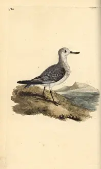 Sanderling: Sanderling, Calidris alba