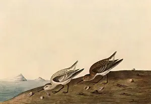 Sanderling: Sanderling, Crocethia alba