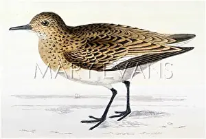 Recognisable: SANDERLING (MORRIS)