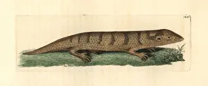 Skink: Sandfish skink, Scincus scincus