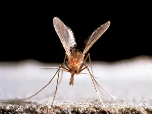 Infected: Sandfly